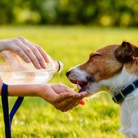 犬に絶対与えてはいけない『水』5選　健康被害を招く危険性や正しく与えるポイントまで