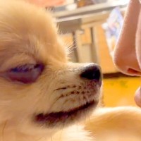 妻が犬とチューしようとしただけなのに…まさかの『回避方法』が想定外すぎると67万再生「考え抜いた結果ｗ」「逆に待ってる説」と爆笑の声