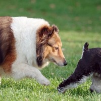 犬が人の『お尻のニオイを嗅ぐ』理由4選　しつこくクンクンしてくる時、やめさせる方法とは？