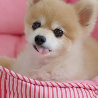 犬が舌を出したままにする6つの理由とは　放置してはいけない？飼い主ができる対処法まで解説