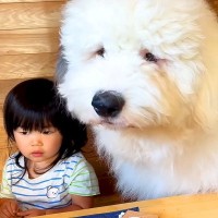 2歳の女の子が『超大型犬と一緒に育った』結果…まさかの『完全に従えてしまう光景』が5万再生「可愛すぎる」「永遠にみてたいコント」と絶賛