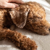 犬の『終活』について考えてみよう｜今から考えておきたいポイントを獣医が解説