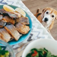 犬に絶対与えてはいけない『冬の食材』5選　非常に危険な理由や誤食防止策まで