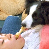 おやつをくわえたまま『寝たフリ』してみたら、犬が…賢すぎる『まさかの結末』が7万再生「確実に遠慮してる」「お利口さんでビックリ」と驚愕