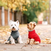 『服が必要な犬種』5選　洋服を着せたほうがいい理由やメリットまで