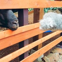 生まれて初めて『犬を動物園に連れて行った』結果…思った以上の『かわいい反応』が14万再生「表情豊か」「人の赤ちゃんに見えてきたｗ」と絶賛