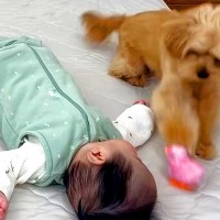 寝ている赤ちゃんの横でおもちゃが動き出したら、犬が…咄嗟に見せた『まさかの行動』が109万再生「有能すぎる」「最高のボディーガード」