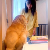 女の子が勉強中に席を立ったら、構ってほしい大型犬が…想定外だった『まさかの作戦』が203万再生「無言の圧で草」「新しい家庭教師？ｗ」