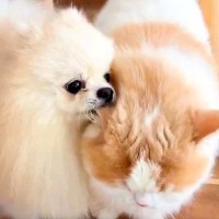 『猫に育てられた犬』が、お出かけから帰ってきたら…再会した時の『可愛すぎる行動』が144万表示「耳ハムハムたまらん」「素敵な関係」と絶賛