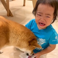 2歳の女の子が『イヤイヤ期で大号泣』していたら、犬が…まさかの『特効薬』になる光景が12万再生「ピタッと泣き止むのすごい」「優しさ…」