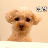 久しぶりに長風呂をしていたら、超甘えん坊の犬が…思った以上の『健気すぎる行動』が36万再生「早く出ろって催促するの草」「寂しいよねｗ」