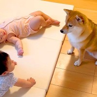 双子の赤ちゃんにキックをされたら、犬が…可愛いが渋滞する『まさかの行動』が138万再生「訴えてる目がなんともｗ」「忍耐も必要」と賞賛