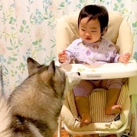 赤ちゃんがおやつを食べる瞬間を『隠し撮り』していたら、ハスキー犬が…想定外だった『まさかの結末』に爆笑「最後の最後にｗ」「可愛すぎる」