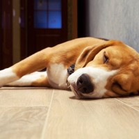 愛犬のお留守番中、床暖房はつけっぱなしで問題ない？　その理由や注意点、確認しておきたいポイントまで解説