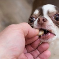 犬にも『ビタミンC』は効果的なの？　愛犬にもたらすメリットから適切な量に至るまで解説