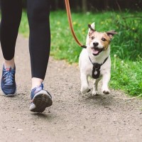 愛犬と快適な生活が送りやすい街の特徴5つ　引っ越す際に抑えておきたいポイントとは