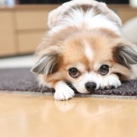 愛犬がやけにおとなしい時は隠し事をしているかも？その理由や見落としかねない注意点をご紹介