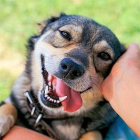 犬が『愛情を感じる行動』4選　愛犬との絆を深めるために積極的に行うべきこととは？