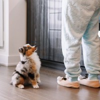 【ドッグトレーナー直伝】犬に『待て』を教える方法！正しい手順とポイントを徹底解説