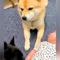 犬が『赤ちゃんを舐めようとした』結果、見守っていたワンコが…感動的な『まさかの光景』が4万再生「やめろって言ってる」「凄く賢そう」