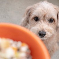 犬が『消化不良』を引き起こす食べ物5選　おすすめできない食材や与える際の注意点まで