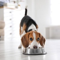 犬の『食べ過ぎ』サイン3選　主な原因や急な食欲増加が体に及ぼす悪影響まで