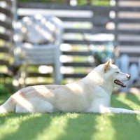 マイペースな犬がよくみせる行動4つ　意外とあるあるかも？その理由や心理を解説