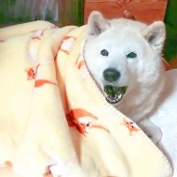 寝ている犬に『おはよう』と声をかけてみた結果…まさかの『人間のような反応』が48万再生「気持ちは分かるｗ」「飯より睡眠で草」と爆笑の声