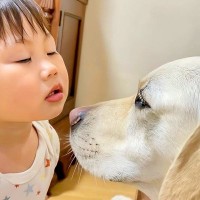 1歳の女の子が『大型犬とちゅー』するために取った行動…まさかの作戦と『想定外のオチ』が28万再生「どっちも可愛すぎる」「最後笑ったｗ」