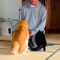 犬がイタズラをしたので叱っていたら、近くにいた猫が…優しすぎる行動と『まさかの結末』が199万再生「いいコンビで草」「顔で爆笑したｗ」