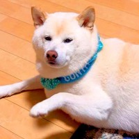 どうしても家族に甘えたい犬が、脚を…気づいてもらうために見せた『まさかの催促方法』が66万再生「トントン上手ｗ」「頭脳派で可愛い」と爆笑