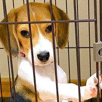 ケージに入っている赤ちゃん犬を撮影したら…まさかの『貫禄がにじみ出る光景』に2万8000いいね「前世おっさん？ｗ」「イケボそうで草」