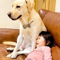 2歳の女の子が『大型犬と対等に遊べるようになった』結果…激しすぎる『じゃれあう姿』が47万再生「お転婆娘だらけで草」「お疲れ様ですｗ」