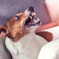 犬が嫌な気持ちの時にみせるサイン5つ　見逃してはいけない？愛犬の仕草を観察して尊重してあげよう