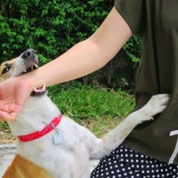 咬んでくる犬に対して絶対にしてはいけない危険な行動３つ　ついやってしまいかねないことから対処法までご紹介