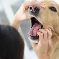 犬が食べ物を喉に詰まらせたらどうしたらいい？　飼い主が絶対に知っておきたい3つの対処法から予防策まで解説