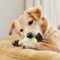 犬が飼い主を無視する『5つの心理』呼んでも知らんぷりするのはなぜ？適切な対応とは？