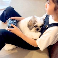 女の子がゲームに夢中になっていたら、犬が…意地でも『大好きな場所』を占拠したがる姿が31万再生「溶けちゃってて草」「大好きなんだねｗ」