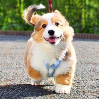 子犬が『お散歩の練習』をした結果…悶絶級の『満面の笑み』に1万4000いいね集まる「楽しそうなのが伝わってくる」「可愛すぎ」と絶賛の声