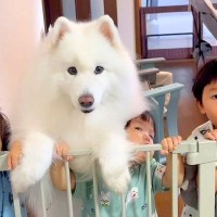 朝、キッチンに立つと子供と犬が…バナナを巡った『想像以上にカオスな光景』が話題「かわいい圧力団体ｗ」「楽しそうなご家庭」と2万再生