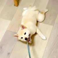 家の中でおさんぽを練習した結果、赤ちゃん犬が…理想とかけ離れた『まさかの状況』が面白すぎると話題「拒否柴の練習かな？」「可愛すぎるｗｗ」