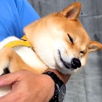 お出かけの途中で抱っこされた犬が…ここぞとばかりに見せた『まさかの仕草』が10万再生「薄目開けてて草」「人間の子どもと一緒ｗ」と大絶賛