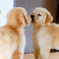 赤ちゃん犬が『初めて鏡を見た』結果…まるでコントのような『困惑のリアクション』が7万再生「たまらん可愛さ」「反応が面白いｗ」と絶賛