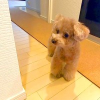 1週間ぶりに外出したら、家にいた犬が…忠犬すぎる『まさかの行動』が48万再生「可愛すぎて困るｗ」「なんて羨ましい光景」と絶賛の声