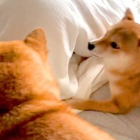 『内緒で帰宅してお布団に隠れるドッキリ』を犬に仕掛けた結果…尊すぎる『発見した時の反応』が87万再生「凄い探されっぷりｗ」「たまらん…」