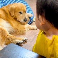 赤ちゃんが『先輩の大型犬を怒らせてしまった』結果…まさかの『シメられてしまう光景』が42万再生「全く怖くなくて草」「いいコンビｗ」