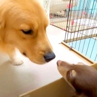 赤ちゃん犬を初めて家に入れたら、大型犬が…初対面での『まさかの反応』が思った以上だと212万再生「わくわく感スゴイ」「優しい目」と絶賛