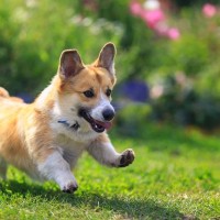 犬が『楽しいと感じている』ときに見せる行動5選　どんな表情や振る舞い方をするの？