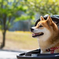 犬の飼い主に必要な『便利グッズ』5選　持っていると安心な理由やおすすめのモノまでご紹介