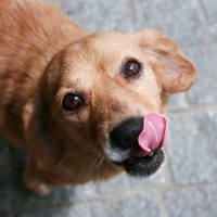 犬が口の周りを舐めているのはどうして？　5つの意外な心理やその理由について解説